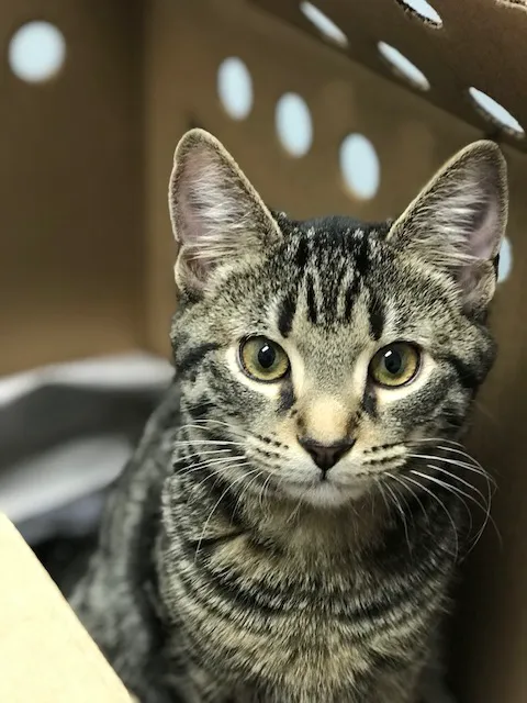 Petvacx Animal Hospital 12