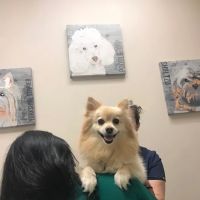 Petvacx Animal Hospital ico