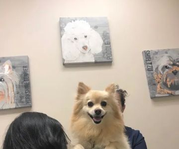 Petvacx Animal Hospital