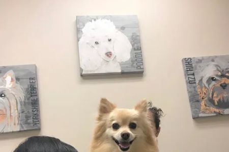 Petvacx Animal Hospital