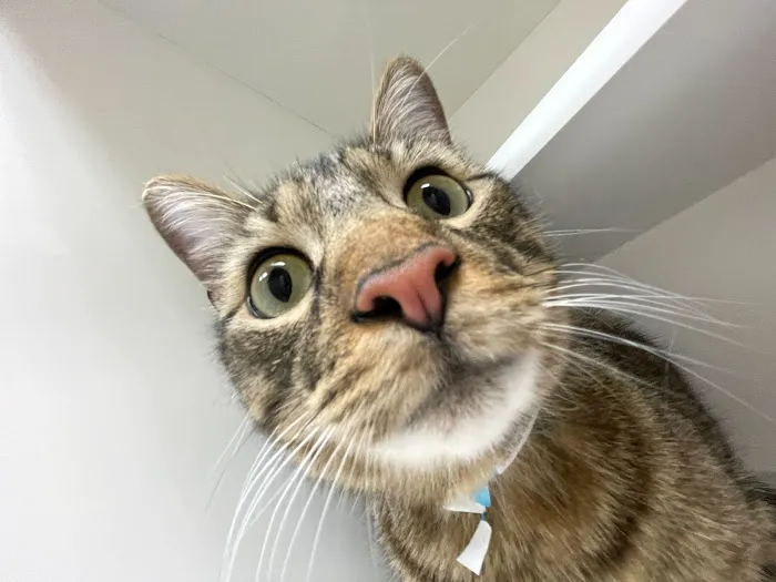 Petvacx Animal Hospital 12