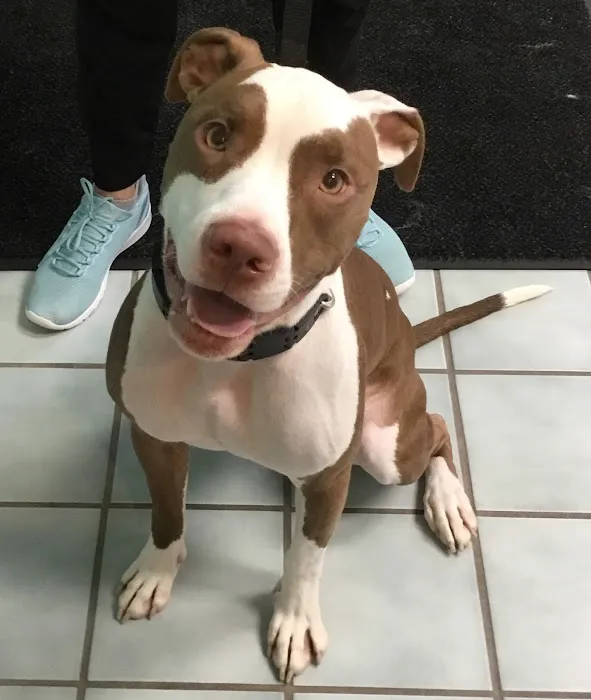 Petvacx Animal Hospital 12