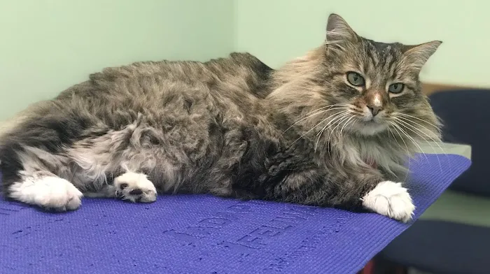 Petvacx Animal Hospital 12