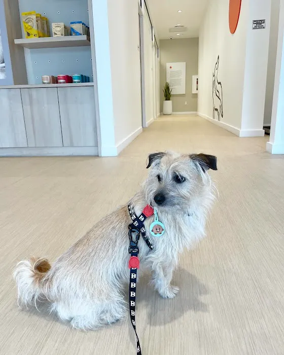 Small Door Veterinary - Bethesda 4