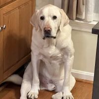BluePearl Pet Hospital ico