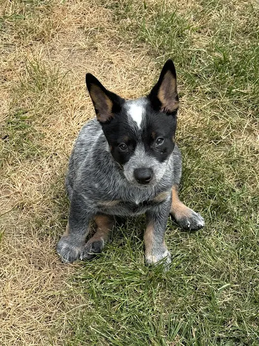 BluePearl Pet Hospital 9