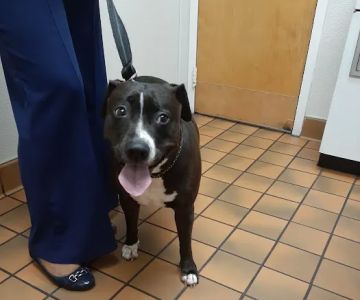 Kindness Animal Hospital