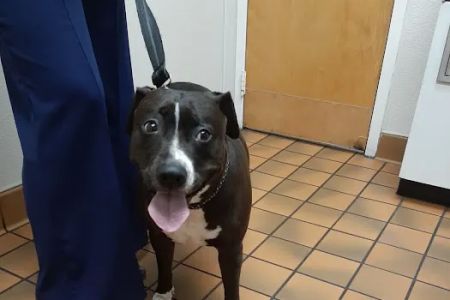 Kindness Animal Hospital