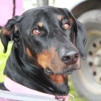 Goshen Animal Clinic ico