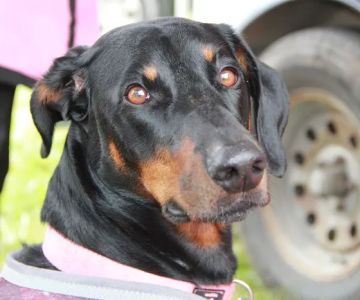 Goshen Animal Clinic