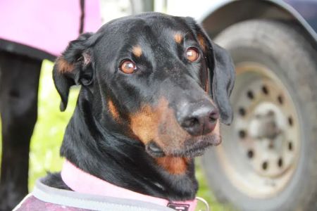 Goshen Animal Clinic
