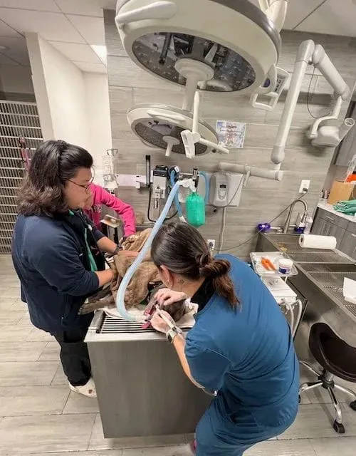 Goshen Animal Clinic 9