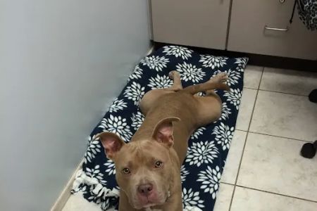 Muddy Branch Veterinary Center
