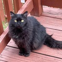 Maple Springs Veterinary Hospital ico