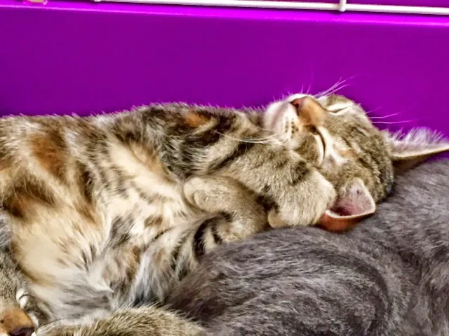 Maple Springs Veterinary Hospital 12