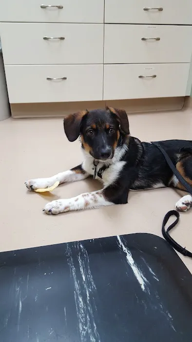 Glenvilah Veterinary Clinic 1