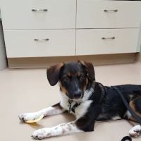Glenvilah Veterinary Clinic ico