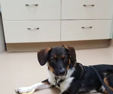 Glenvilah Veterinary Clinic