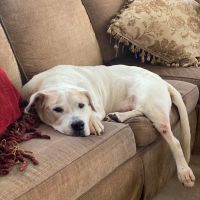 Quince Orchard Veterinary Hospital ico