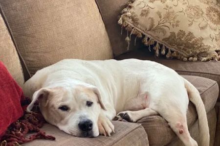 Quince Orchard Veterinary Hospital