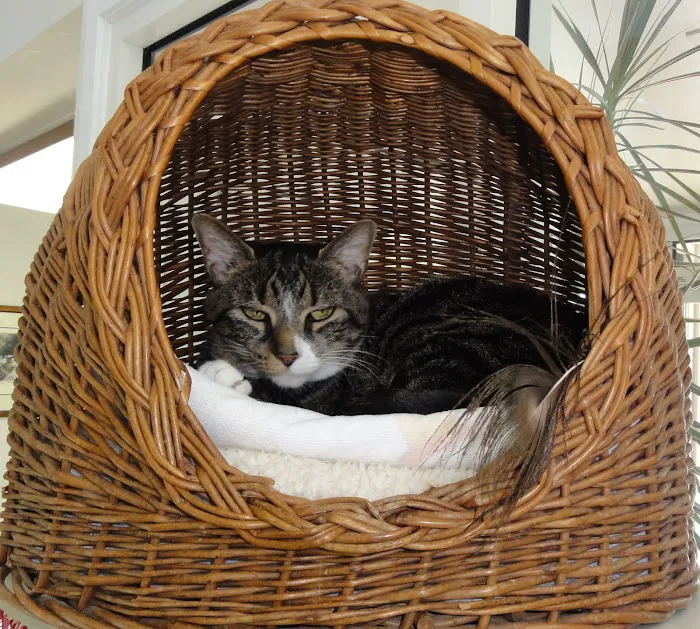 VCA Commonwealth Animal Hospital 2