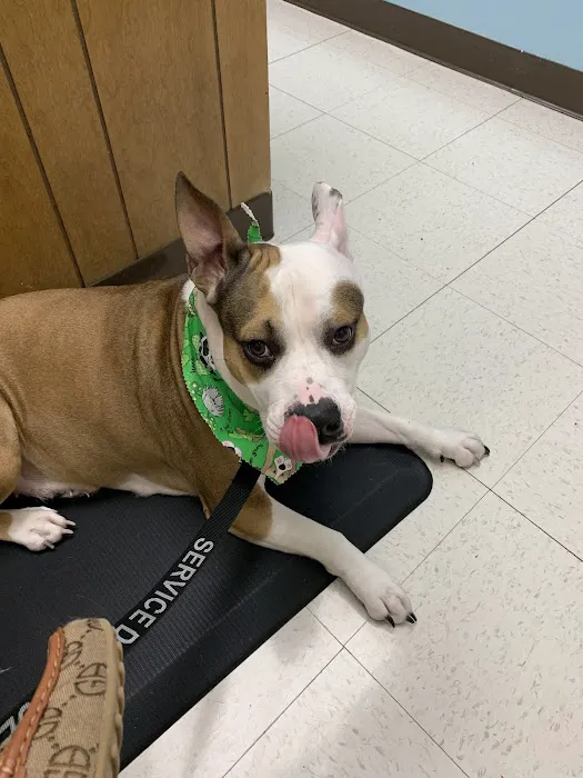 Jermantown Animal Hospital 1