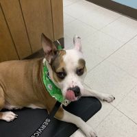 Jermantown Animal Hospital ico