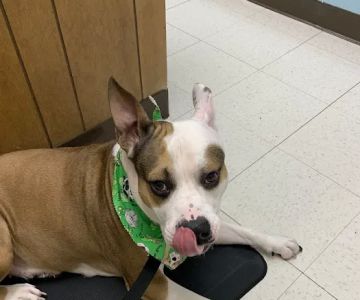 Jermantown Animal Hospital
