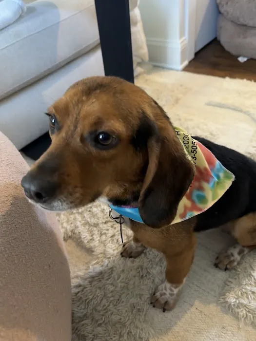 Jermantown Animal Hospital 4