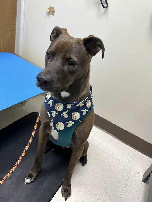 Jermantown Animal Hospital 7