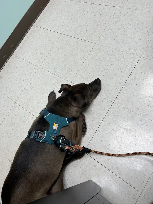 Jermantown Animal Hospital 8