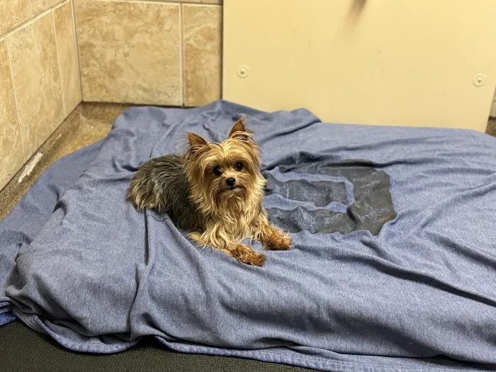 Veterinary Surgical Centers 3