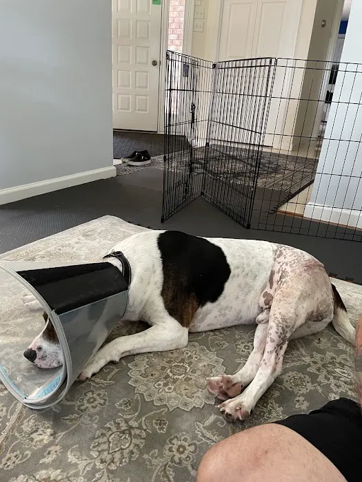 Veterinary Surgical Centers 7