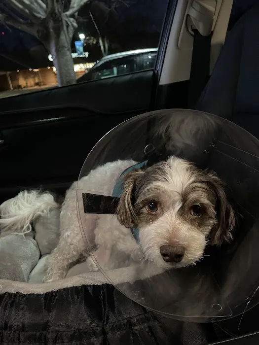 Great Paws Veterinary Hospital 8