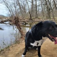 Chantilly Animal Hospital ico