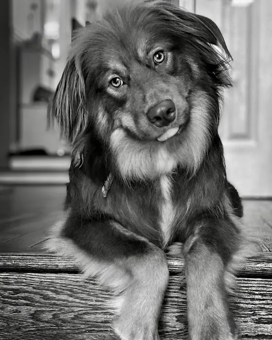 Chantilly Animal Hospital 7