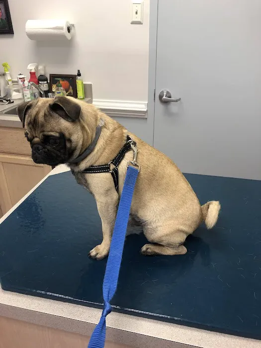 Chantilly Animal Hospital 2