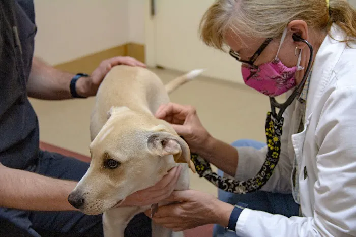 Alpha Animal Hospital 12