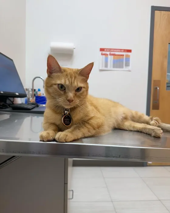 Fairfax Ridge Animal Hospital 2