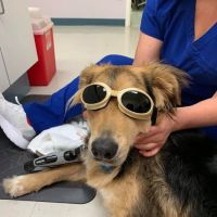 Franklin Farm Veterinary Clinic ico