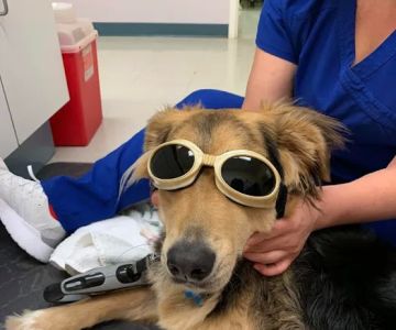 Franklin Farm Veterinary Clinic