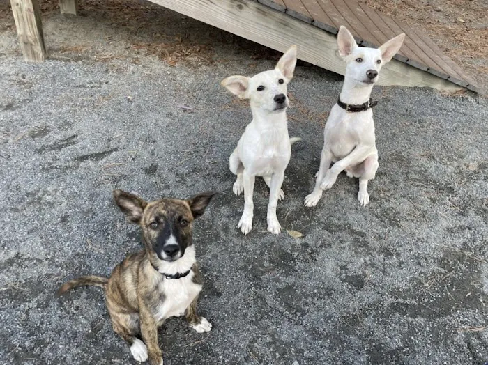 VCA Centreville Animal Hospital 12
