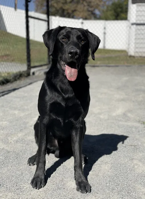 VCA Centreville Animal Hospital 12
