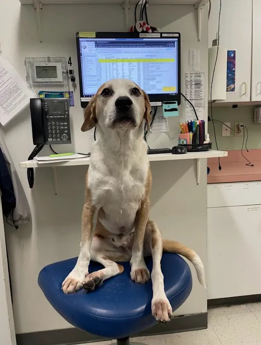 VCA Centreville Animal Hospital 12