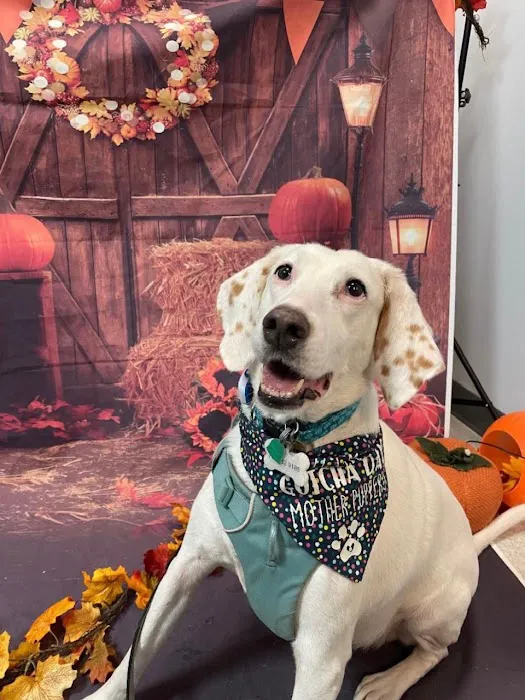 VCA Centreville Animal Hospital 12