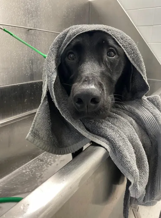 VCA Centreville Animal Hospital 12