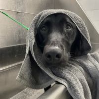 VCA Centreville Animal Hospital ico