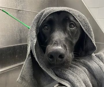 VCA Centreville Animal Hospital