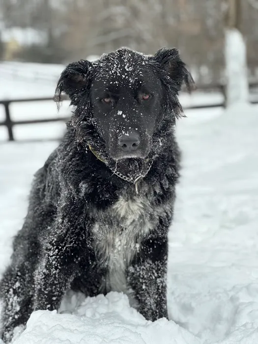 VCA Centreville Animal Hospital 12