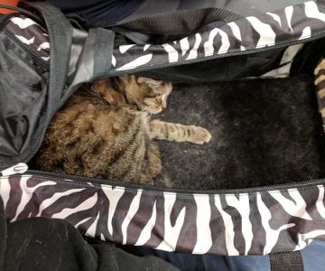 Banfield Pet Hospital